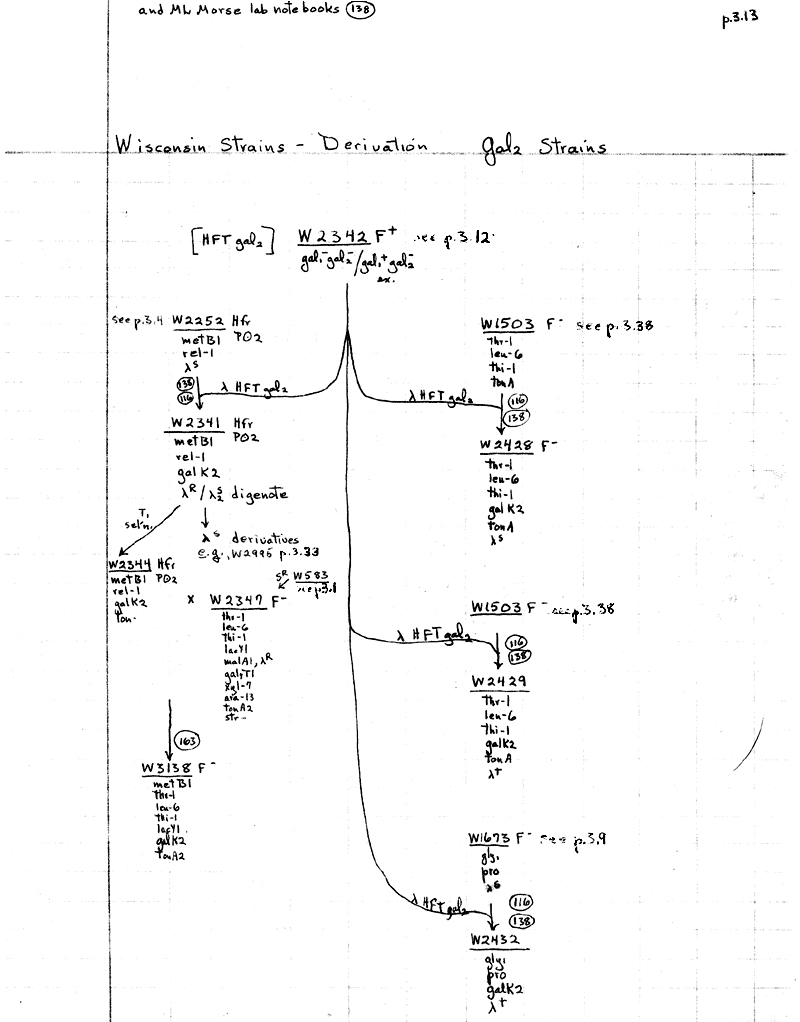 W19 Wisconsin gal2 strain lineage p3.13